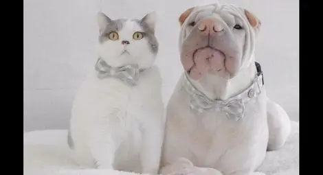 Приятелството на шар пей и котка развълнува интернет