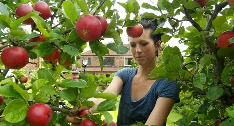 Над две хиляди овощари искат помощ за борба с вредителите по градините