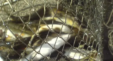 Върнаха обратно в Янтра  13 кила бракониерска риба