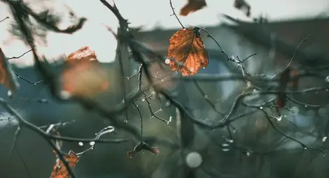 Без сняг до края на ноември