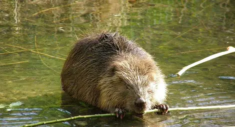 След 150-годишно отсъствие бобрите се  завърнаха в България - в Русенски Лом