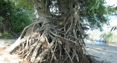 Островите по Дунав - рай сред дивата природа 