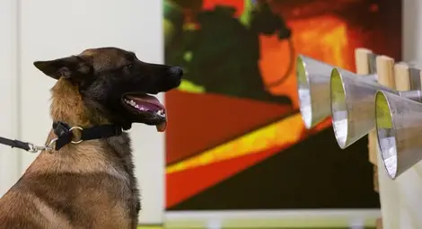 Доказано: кучета могат да надушват Ковид-19