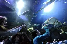 180 вида риби излъчват светлина