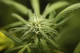 52-годишен с психични отклонения отгледал над 4 кг марихуана за продан