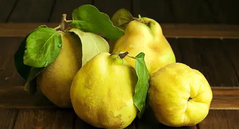 Дюлята - еликсир за имунитета, безсънието и лошия дъх