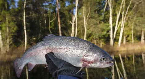 Изследваха шестото чувство на рибите