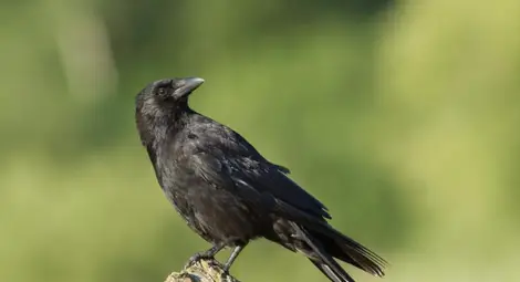Гарваните показват признаци на абстрактна мисловна дейност Гарваните показват признаци на абстрактна мисловна дейност