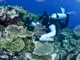 Учени замразяват ларви на корали, за да спасяват рифове