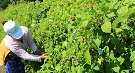 Канят българи да берат  малини в Португалия 
