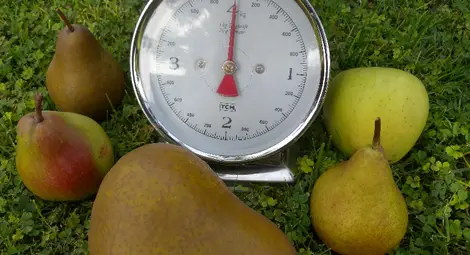 Ябълка ражда круши в адвокатска градина