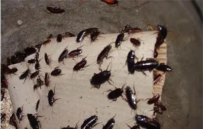 Учени ще правят готварско олио от червеи и хлебарки