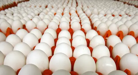 Яйцата поскъпнаха с над 18% през юли Яйцата поскъпнаха с над 18% през юли