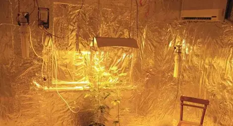 Руснак превърнал сеновал в оранжерия за канабис в Новград