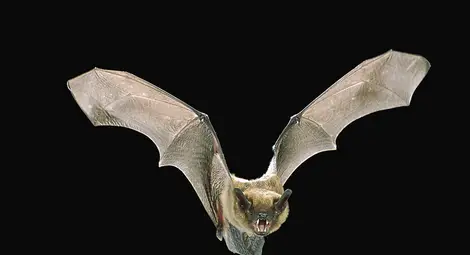 Прилепи превземат лапидариума на музея