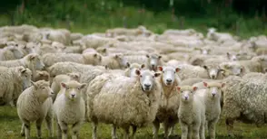 Животновъди получават 6 милиона лева за директни доставки храни