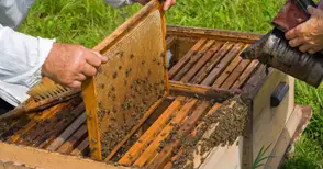 21 фермери искат компенсации за щети по животни и кошери