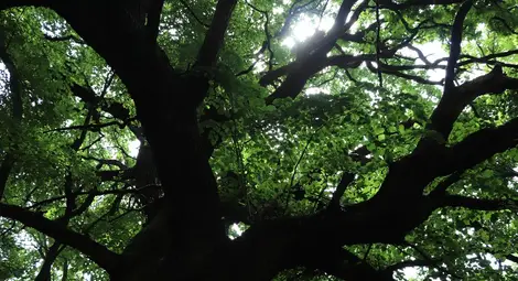 Екоминистерството обяви за защитени 18 дървета на възраст от 120 до 300 г. в землището на Русе