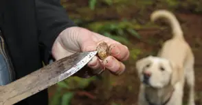 Полицаи, горски и екоинспектори не могат да удържат щурма на търсачите на трюфели