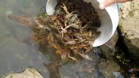 Хванаха бракониер с пълен с  раци винтер на езерото &bdquo;Липник&ldquo;