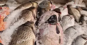 Измамите с риба са широко разпространени на пазарите по целия свят и има все по-голям брой инструменти за борба с тях, сочи доклад на ФАО