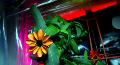 Чудо в МКС: Земно цвете цъфна за първи път в безтегловност
