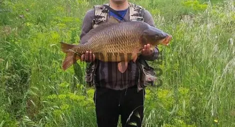 Недоспал рибар улови гигантски шаран