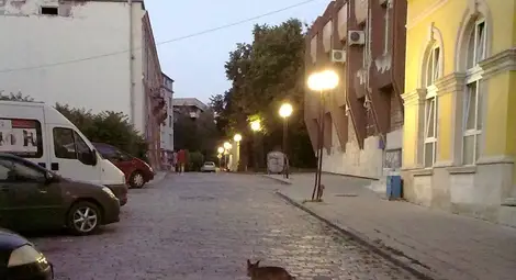 Лисица се разхожда по улица &bdquo;Княжеска&ldquo; и дори не се плаши от хората. Животното е заснето в сряда вечерта.   Снимка: &bdquo;Утро&ldquo;