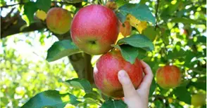 Фонд „Земеделие“ плаща 65 милиона лева  за производство на плодове и зеленчуци