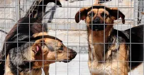 Бум на осиновени бездомни кучета и котки в Русе