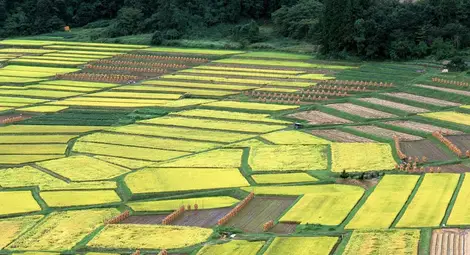 Ускоряват комасацията в Горно Абланово и Борово