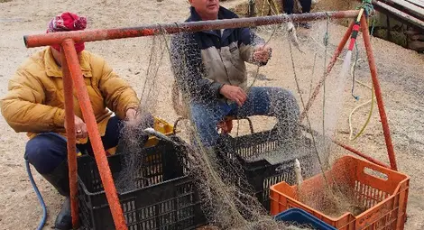 Пълни мрежи със сафрид вадят рибарите 