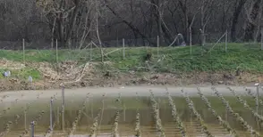 Отводняват вододайните  кладенци в Божичен