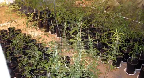 Семейство виетнамци направили оранжерия за марихуана в разградско село
