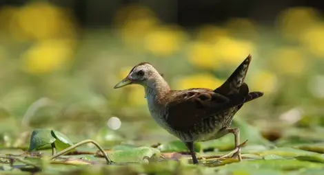 Гостенка от Червената книга заснета за пръв път край Русе Гостенка от Червената книга заснета за пръв път край Русе
