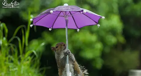 Смешни кадри: Фотограф засне катеричка с чадърче