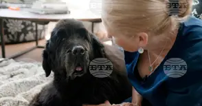 Домашни любимци могат да помогнат за разкриването на престъпления, понеже пренасят човешко ДНК, установиха учени