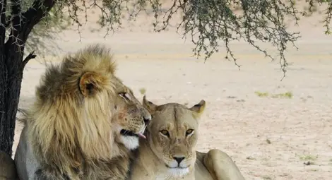 Учени обясниха защо съществуват мъжките екземпляри