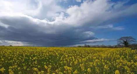 Фонд „Земеделие“ ще плаща за измръзнала рапица Фонд „Земеделие“ ще плаща за измръзнала рапица