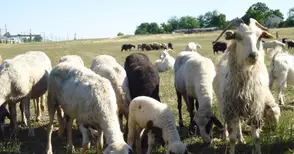 Тръгват субсидиите за животновъди