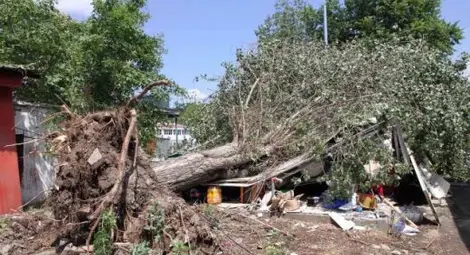 Топола разцепи павилион в Пловдив (видео) Топола разцепи павилион в Пловдив (видео)