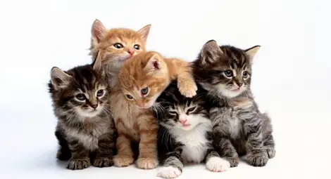 10 изненадващи причини да си вземете котка (Снимки)