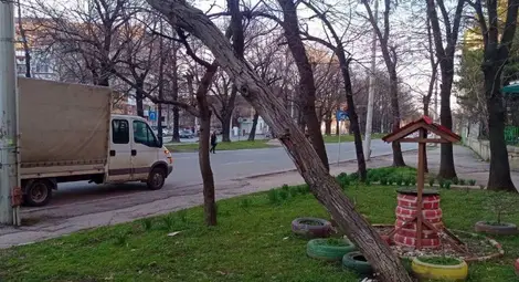 Граждански сигнал: Опасен орех дебне пешеходци, автомобили и тролеи на бул. "Цар Освободител" в Русе, трагедия ли чакаме?