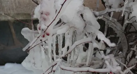 В неделя ще остане студено