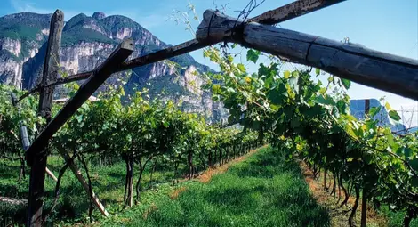 Приемат целогодишно проекти за преструктуриране на лозя