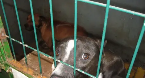 Нахапаната от питбули жена почина в болницата