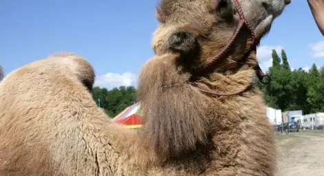 Болна камила е виновна за смъртоносния вирус в Атина