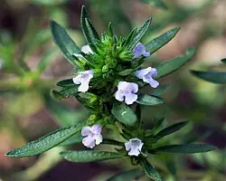 Чубрица - най-българската подправка: ползи за здравето