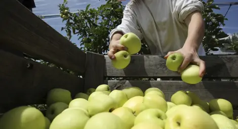 Овощарите искат участие в допълнителния прием за инвестиции в агростопанства Овощарите искат участие в допълнителния прием за инвестиции в агростопанства