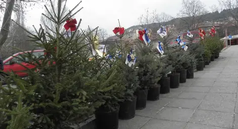 Купи жива елха - помогни на дете с аутизъм